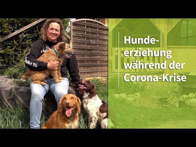 Hundeerziehung während der Corona-Krise ️ Stephanie Salostowitz ️