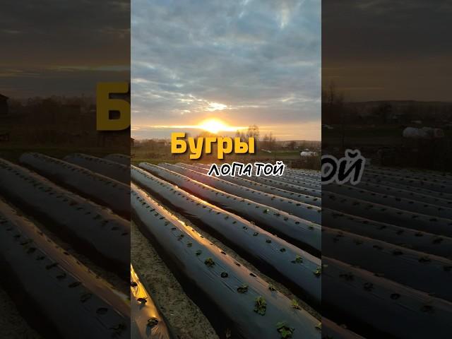 Делаем БУГРЫ для клубники вручную  #бугрылопатой #рассада #клубника