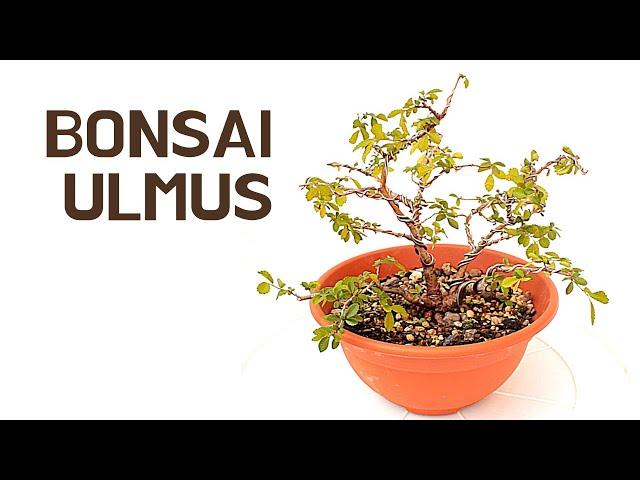 Chinese Elm | bonsai care [Ulmus parvifolia]