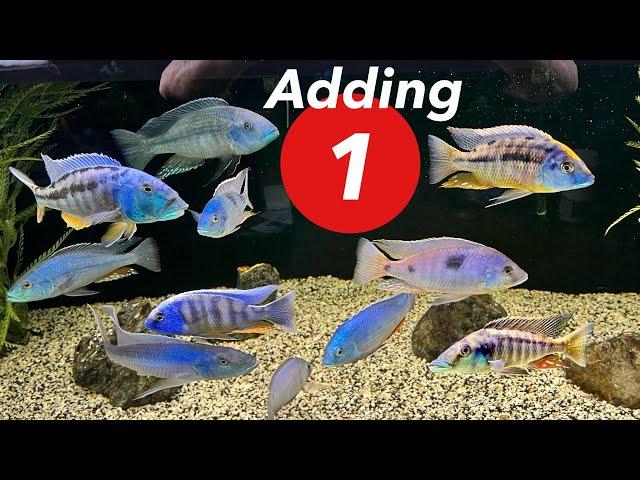 How to Add *ONE* Fish to an [ESTABLISHED AFRICAN CICHLID TANK] without VIOLENCE!