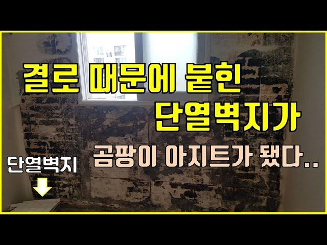 단열벽지 셀프시공 후에 나도 모르는 곰팡이가??(이보드로 다시 셀프시공)