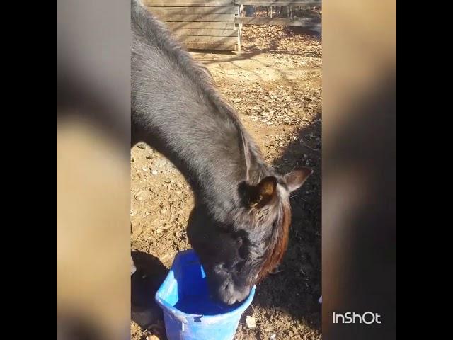 Black Arabian stallion Rafi enjoying a messy breakfast mash, a favorite of many horses