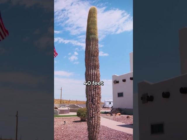 Did You Know Saguaro Cacti Reach Over 40 Feet Tall? #shorts