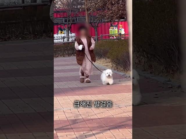 산책 중 엄마가 사라지면? #꼬똥드툴레아