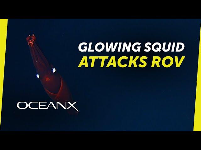 Encountering a huge bioluminescent squid in the Seychelles