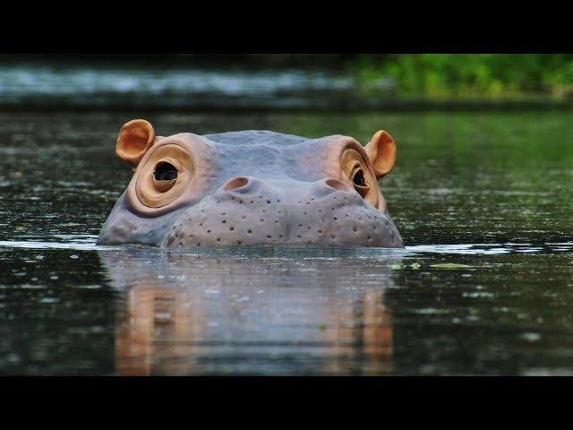 The 'Beauty' Regime of Hippos | Spy In The Wild | BBC Earth