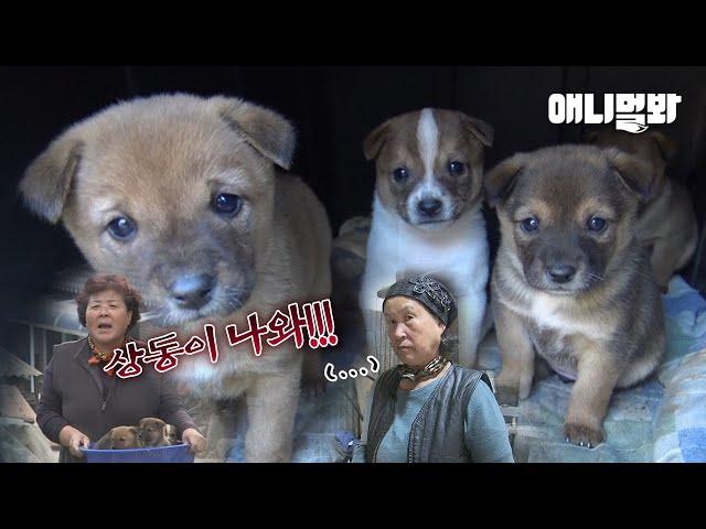 26 Puppers Are Born At The Same Time?! Casanova Doggo’s Birth Scandal LOL