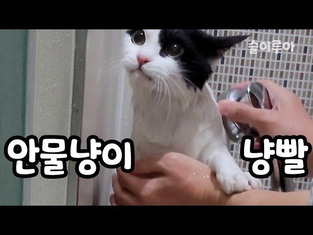 안물냥이-슬이루아 목욕시키기(루아는 호냥이)