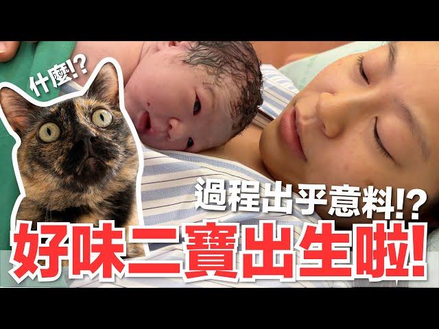 【好味小姐】好味二寶出生啦！過程出乎意料！？｜好味貓日常181