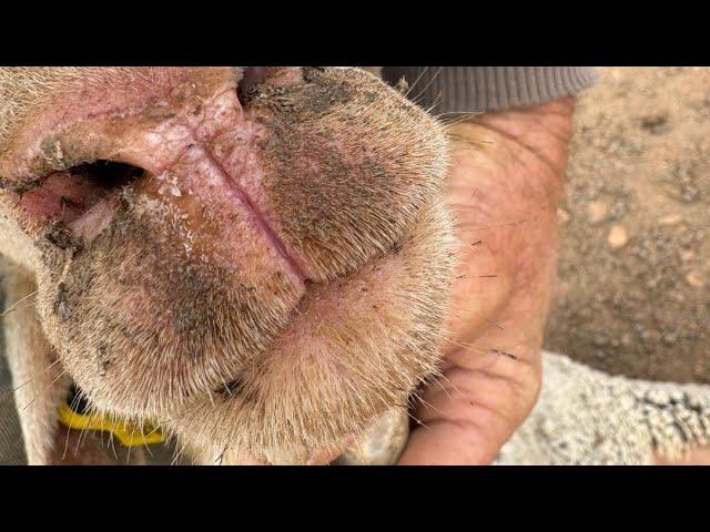 Estos son los síntomas de la lengua Azul , hablo con ganaderos y están igual..notifiquen sus casos!