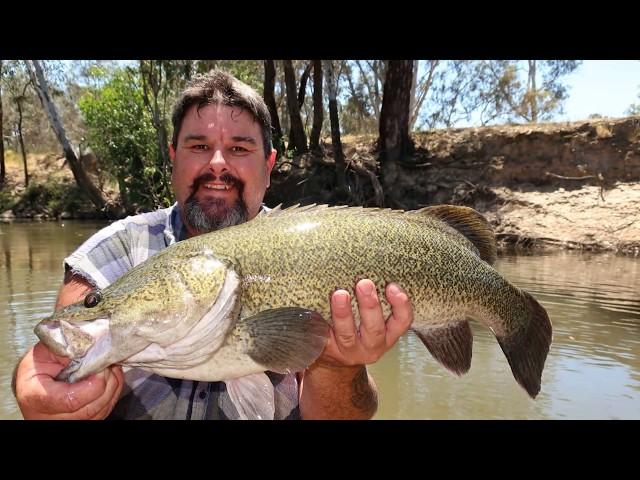 Midday Murray cod mayhem catching big Murray cod in small water