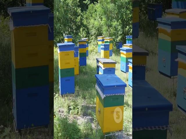 Пчеловедение 2