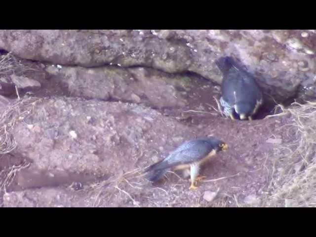 Hopewell Rocks Peregrine 2013 04 28