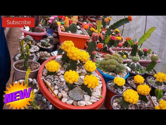 Cactus Nursery / Succulents Nursery / Cactus and Succulents varieties /  / Beautiful Nursery