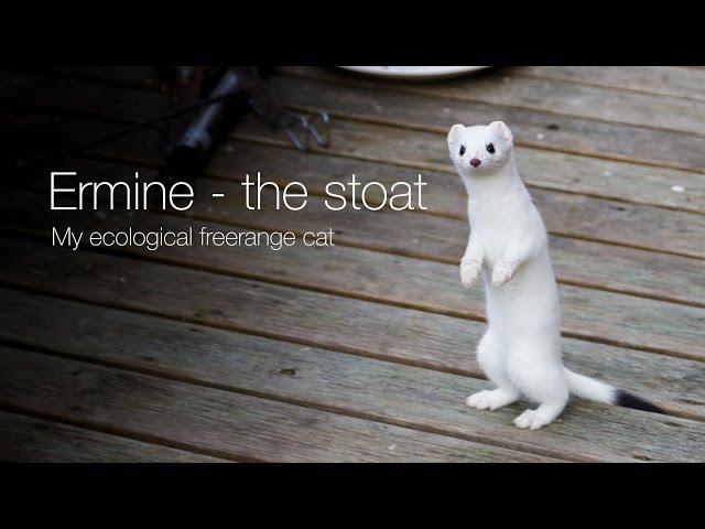 Ermine – the stoat