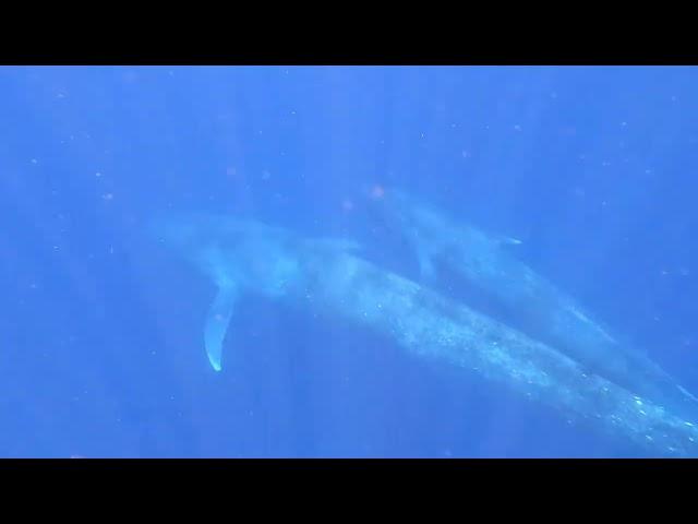 Underwater video footage of a pygmy blue whale mother and nursing calf