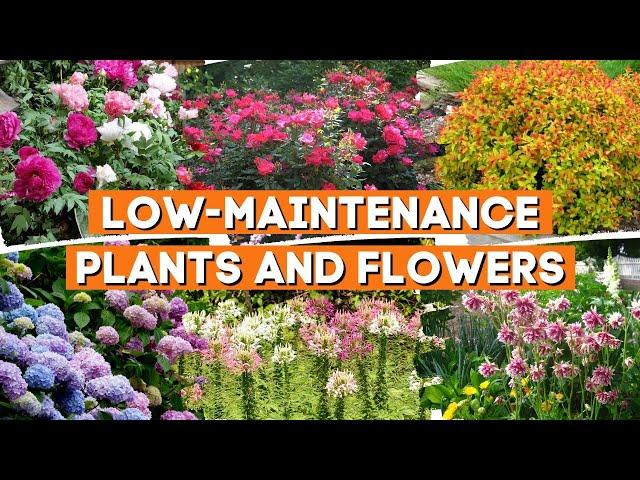 9 Best Low Maintenance Flowers and Plants for the Lazy Gardener  ‍  