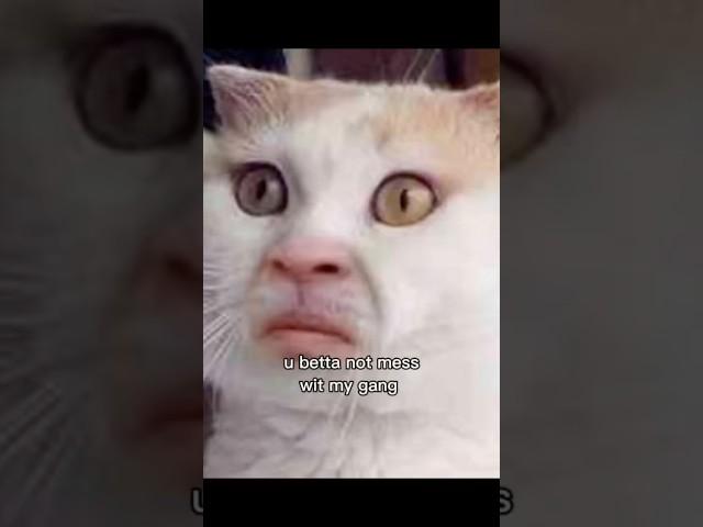 My gang #messing #cat #funny