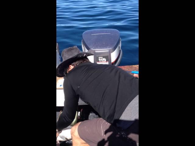 Big snapper caught at Little Barrier Island, NZ