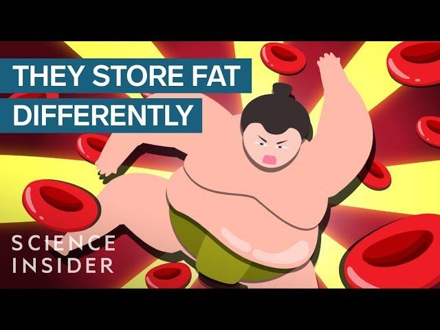 How Sumo Wrestlers Stay Healthy On 7,000 Calories A Day