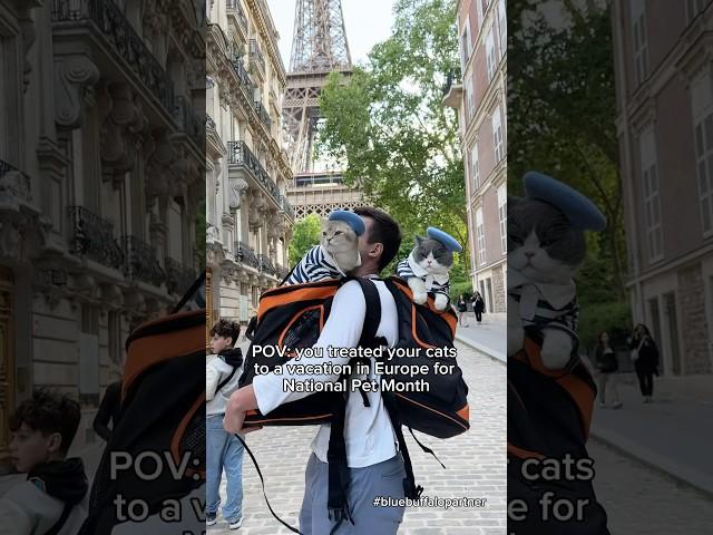 Louie & Todd loved their vacation in Europe ️ @bluebuffalo #cats #adventurecat #travel #ad