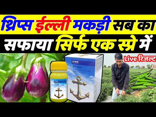 BASF Pirate insecticide | Pirate insecticide new product 2024 | Mirch ki kheti | Baingan ki kheti