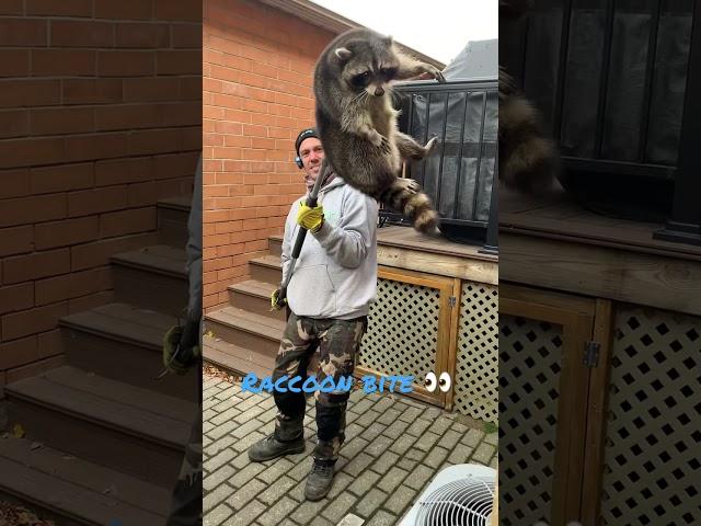 Raccoon attack! #swatwildlife #raccoonremovaltoronto We Serve & Protect Your Home