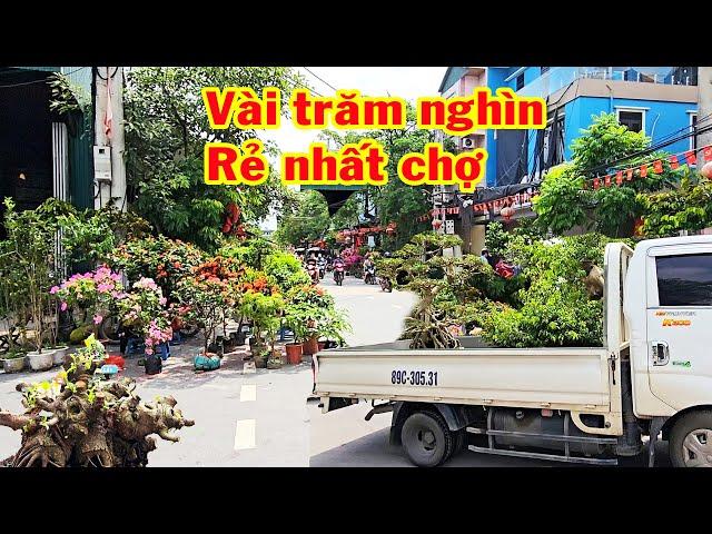 Lần đầu gặp ở Chợ bác này có lô cây chất đẹp, tham khảo giá sanh, si, bông trang, duối, cần thăng