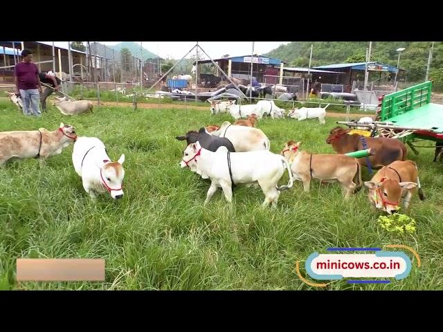 Nadipathy cattle 1 - 2 feet height  Dr. P. Krishnam Raju | | #youtube #animals #cow #yt #cow