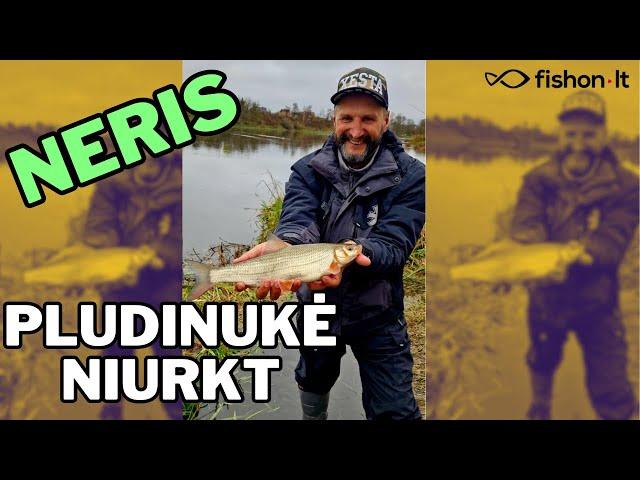 Neris | Pludinukė niurkt