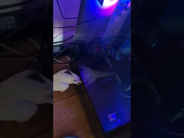 컴퓨터 부수는 앵무새