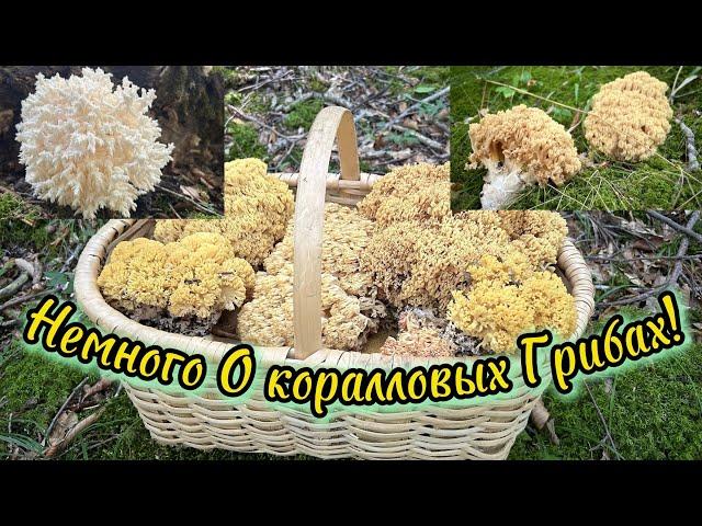 Рогатые Грибы! Гриб-Капуста! Рогатик Гроздевидный! Ramaria Botrytis!