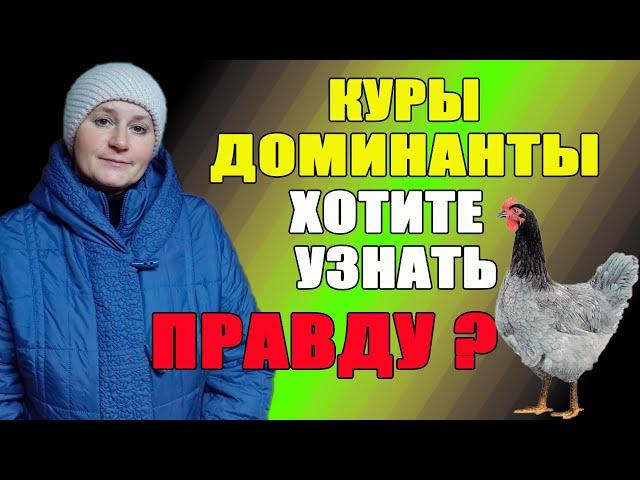 Куры Доминанты - хотите узнать правду о них.