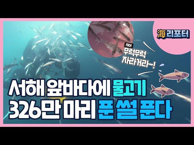 [해리포터 기자단] 서해 앞바다에 물고기 326만마리 푼 썰 푼다