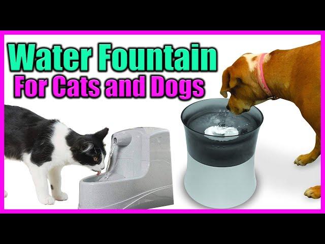 Top 5 Best Water Fountain for Cats and Dogs