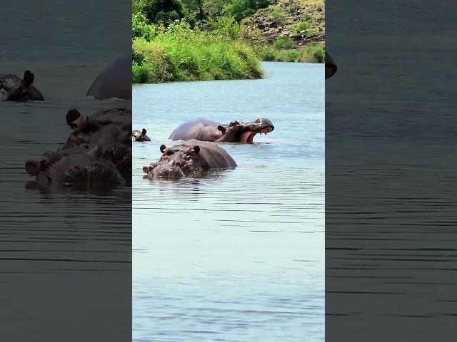 " Massive Hippo Bull's Majestic Yawn in Kruger Park" #safariafrica #animal #southafrica