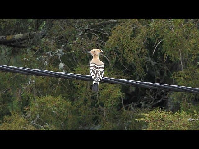 Hoopoe and roller in Alentejo, Portugal, birdwatching with Limosa