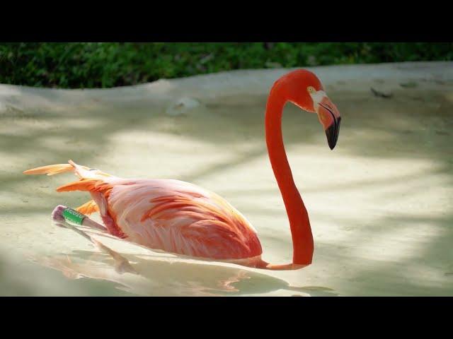 Greater flamingo and American flamingo | flamingo Video & Sound Effect | Wildlife.