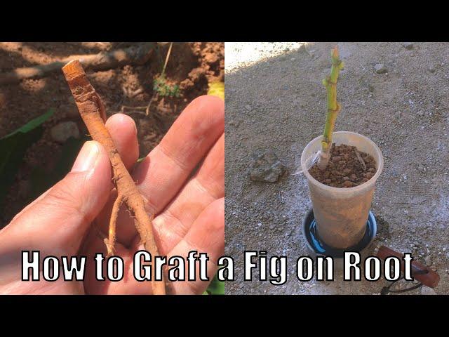 How to Graft Fig Trees Using Rootstock for Beginners: A Simple Step-by-Step Guide.