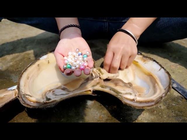 Fishing out the mussels with a net, an experienced pearl girl collects pearls to make necklaces