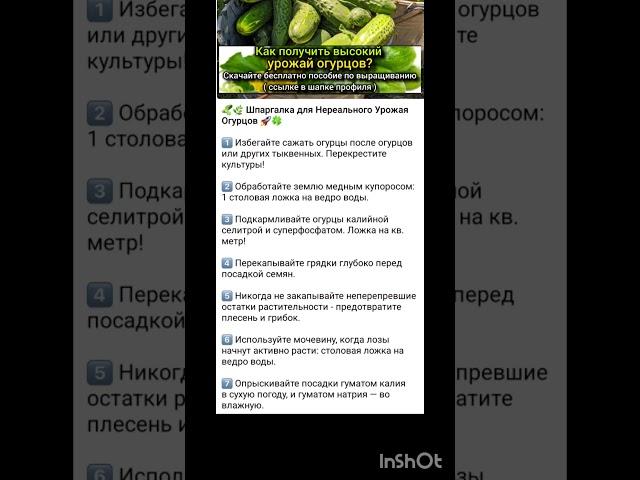 шпаргалка по огурцам для богатого урожая