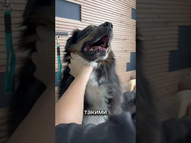 Знакомы с такой породой? #fyp #viral #dog #рекомендации #собаки #youtubeshorts