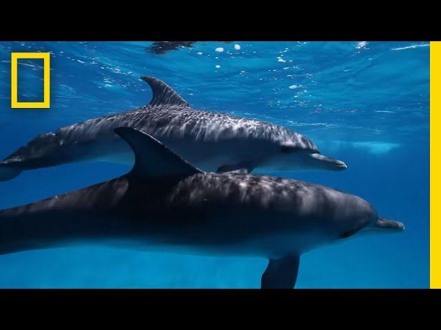 Here's What We Know About Dolphin Intelligence | National Geographic