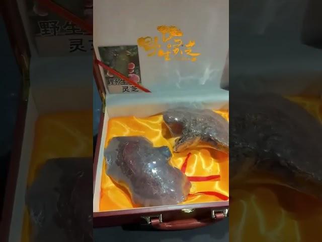 Premium Wild mountain Lingzhi Mushroom Powder Wholesale | Direct Factory 100g-5kg Discount