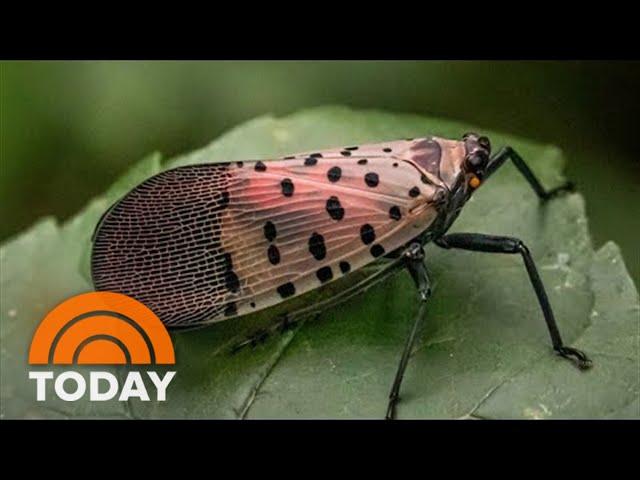 What To Do If You Come Across A Spotted Lanternfly