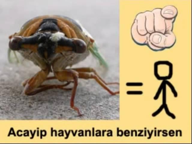 Acayp havlanlara benzıysen VOLKAN GUL