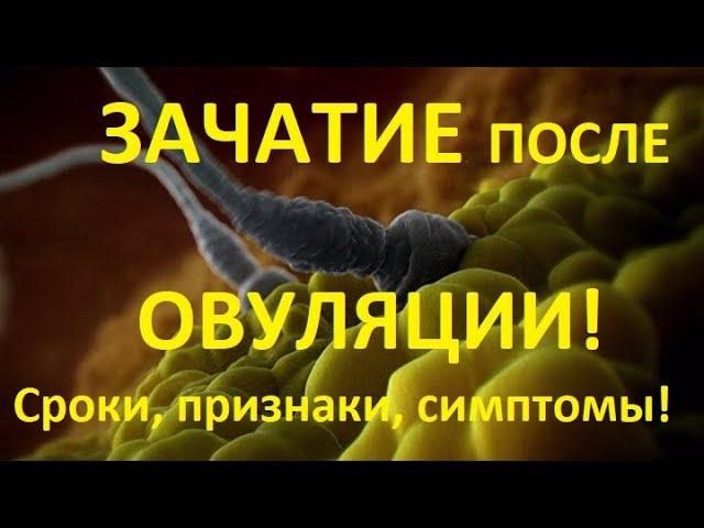 Овуляция и Зачатие (Сроки, Признаки зачатия, +Статистика!) ВСЕ ощущения при беременности?