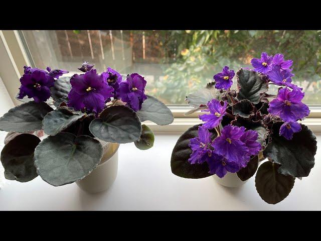 African Violets - September 2022 Bloomers Shown in Natural Light