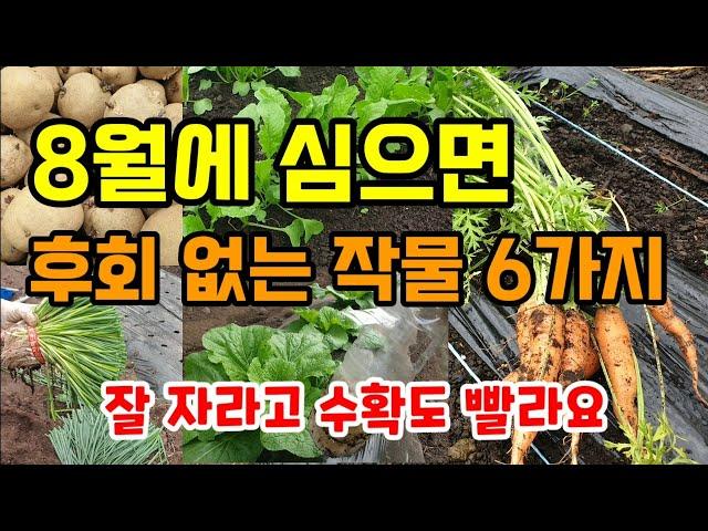 8월에 심는 추천 작물6가지 지금 심으면 후회 없고  잘자라며 수확도 빨라요