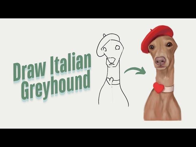 【Detailed】Italian Greyhound Digital Art: From Sketch to Finish